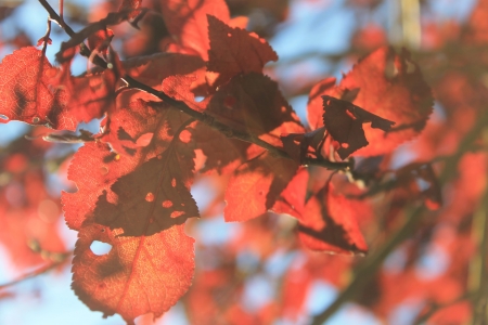 Red leafs の写真素材