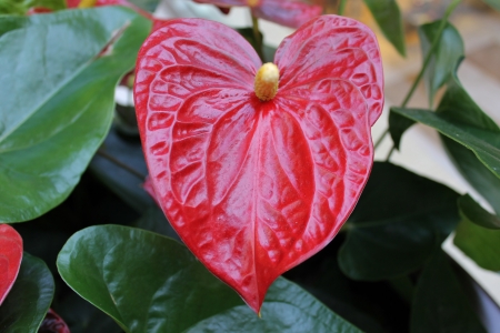 Heart flower の写真素材