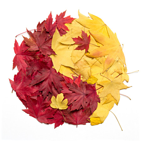 Yin Yang symbol made with autumn leavesの写真素材