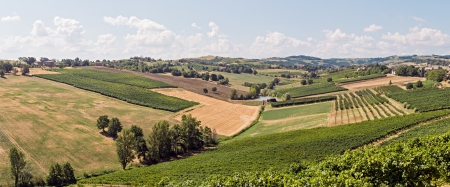 Small valley of vineyards in the region of Modena, Italyの写真素材