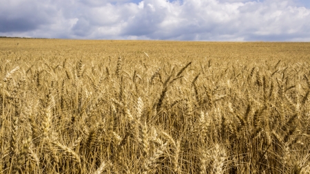Panoramic view of a wheat fieldwの写真素材