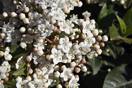 Viburnum tinus with white flowersの写真素材