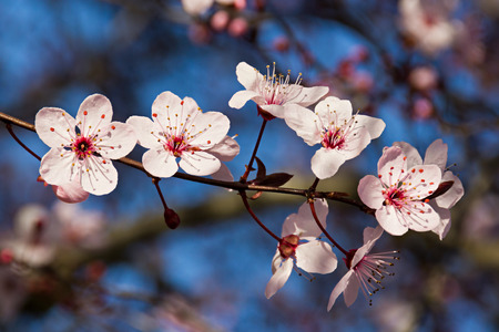Prunus cerasifera flowers in springの写真素材