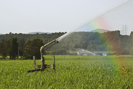 Sprinkler in a corn field at dawn 