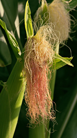 Corn cobs with their beardsの写真素材