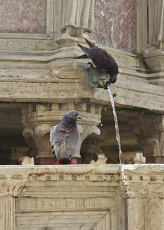Pigeons on the Fontana Maggiore, Perugia, Italyの写真素材