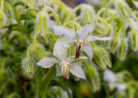 Startflowers after rain Borago officinalisの写真素材