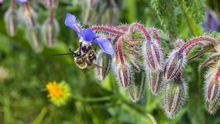 Bee sucking nectar in a starflowerの写真素材