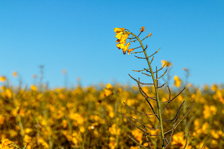 Colza flowers with morning dewの写真素材