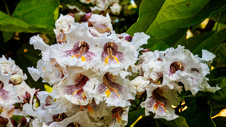 Cigartree flowers under the spring sunの写真素材