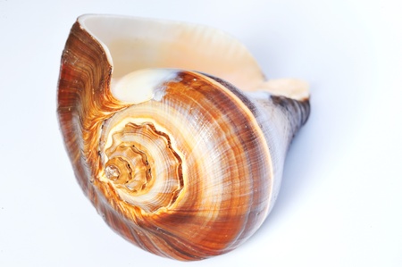 Sea shell on a white background