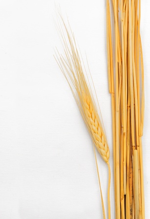 Wheat isolated on white の写真素材