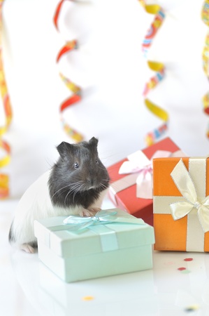 guinea pig and giftsの写真素材