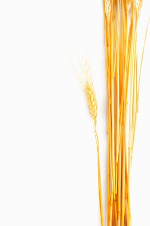  Wheat isolated on white の写真素材