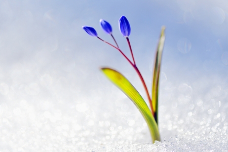 spring flowersの写真素材