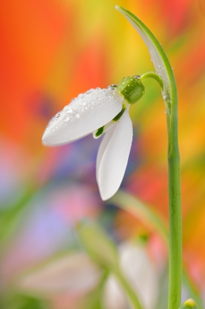 Fresh snowdropの写真素材