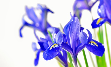 blue irisの写真素材