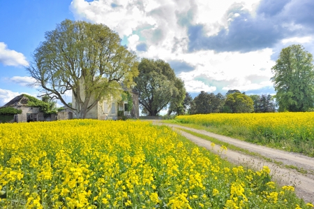 rapeseed field in spring timeの写真素材