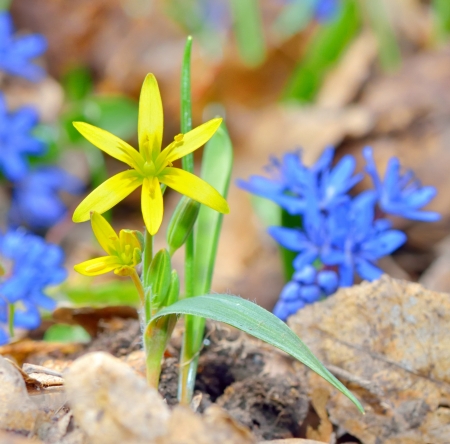 Spring yellow flower on natural backgroundの写真素材