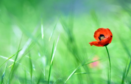 Red poppy (Papaver rhoeas) with out of focus  field in spring timeの写真素材