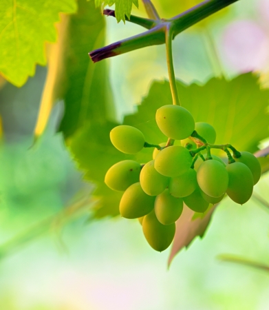unripe grape in vineyard shoot in natural backgroundの写真素材