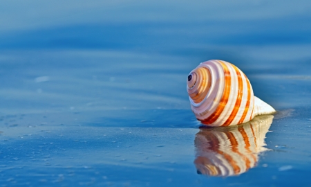 Shell on a beach with reflection in summer time