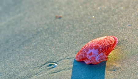 red seashell on sand in sunsetの写真素材