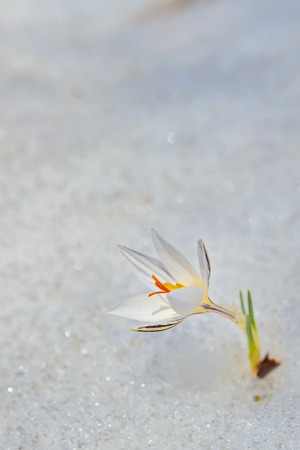 crocus flowers in the snow, close-upの写真素材