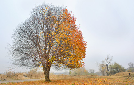 Solitary Single Tree in the fall landscape. Half full and Half naked Tree
