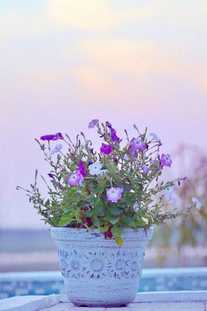 Tobacco  flowers in nice vaseの写真素材