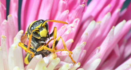 Yellow Jacket (Wasp) / Wasp is collecting pollen and nectar from flowers.の写真素材