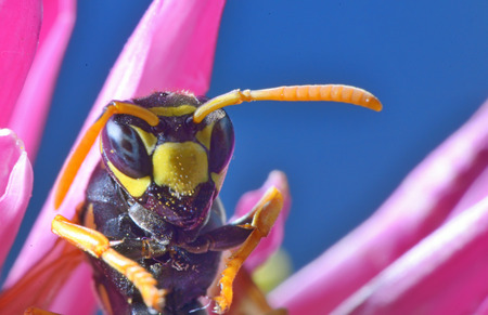 Yellow Jacket (Wasp) / Wasp is collecting pollen and nectar from flowersの写真素材