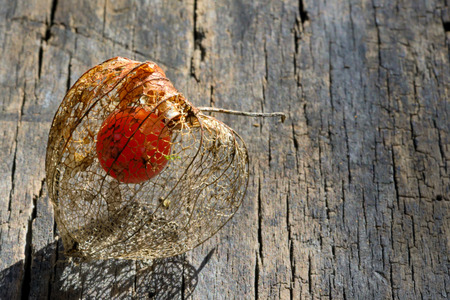 physalis fruit on wooden の写真素材