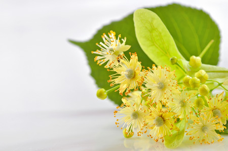 linden flowers isolated on white backgroundの写真素材