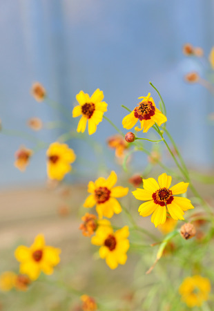 Wild yellow flowers and blue sky, shallow deep of field