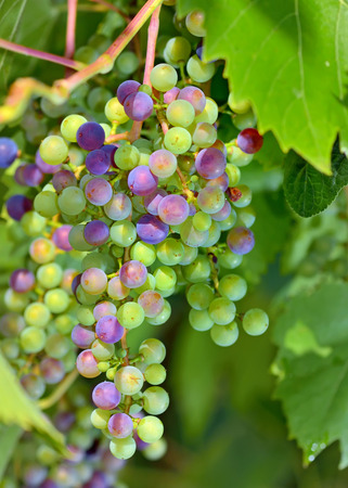 young unripe grapes in gardenの写真素材