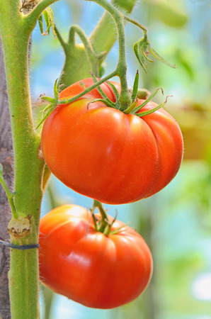 Red tomatoes in the garden in autumn timeの写真素材