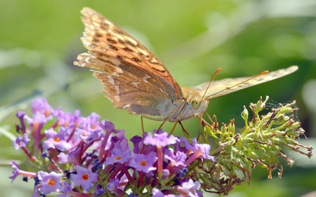Agraulis vanillae butterfly in autumn timeの写真素材