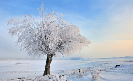 hoar-frost on tree in winter at sunsetの写真素材
