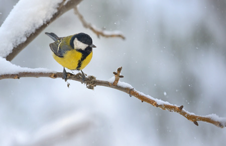 great tit on tree brunch in winter timeの写真素材