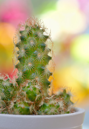 Single small decorative cactus in a potの写真素材