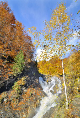 Autumn colors forest and small creekの写真素材