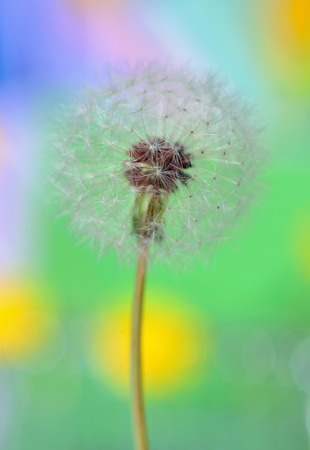 dandelion on colorful background in natureの写真素材