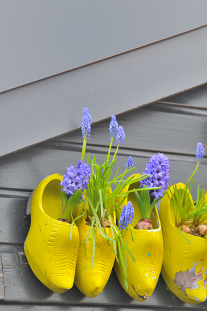 Traditional national wooden shoes Klomp like flowerpots with flowersの写真素材