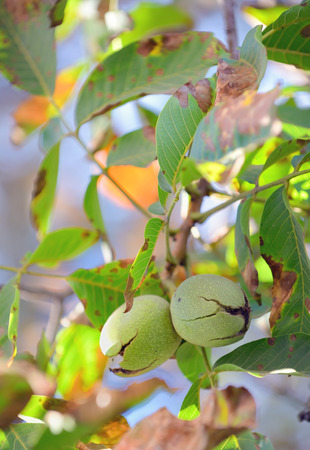 Ripe walnuts in the open shells in gardenの写真素材