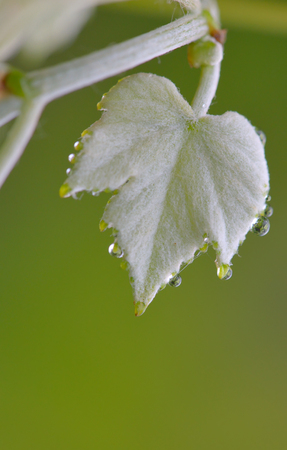 Beautiful green leaf with drops of waterの写真素材