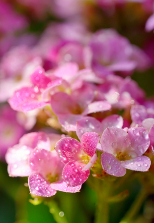 Beautiful hydrangea with drops  in the sunset in the gardenの写真素材