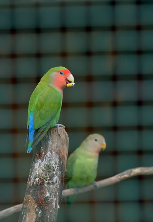 Pair of Cotorra parrot greenの写真素材