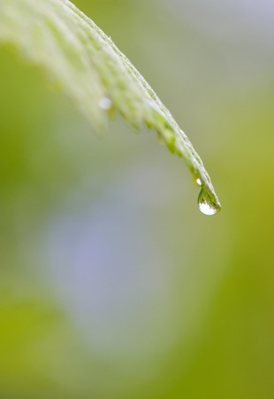 Close up of a water drops on leavesの写真素材