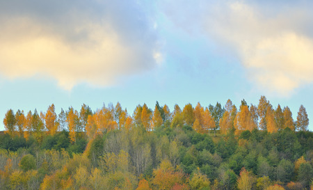 mountain autumn landscape with colorful forestの写真素材